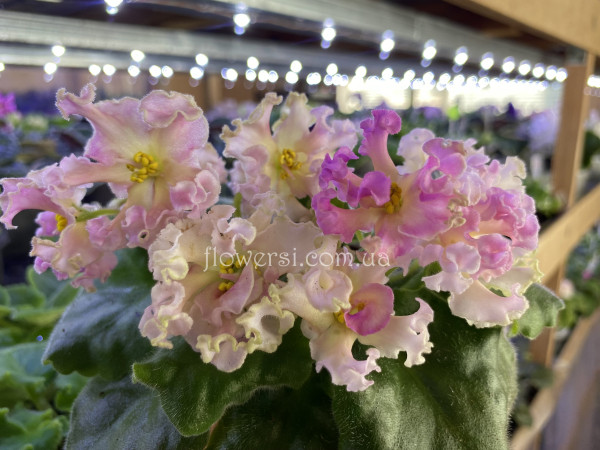 Фіалка АВ-Златые Горы