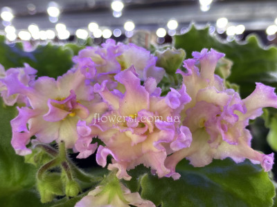 Фіалка АВ-Аромат Дыни