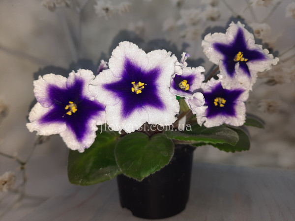 Фиалка Dn-New Star 