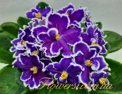 Фиалка БР-Турмалин