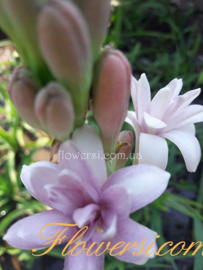 Тубероза (Рожева махрова)