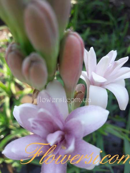 Тубероза (Рожева махрова)