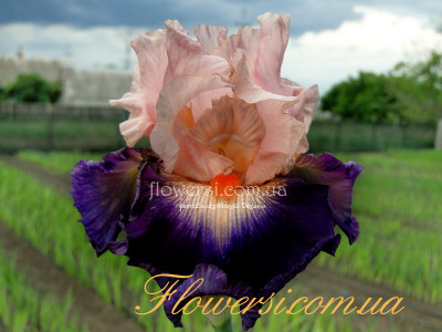 Ирис  Джитэно (Gitano) 