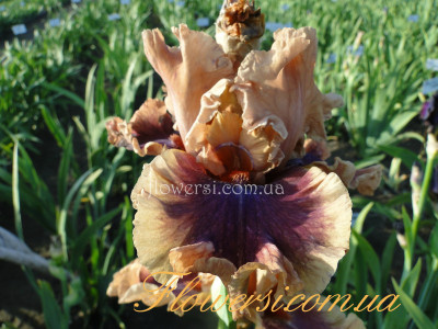 Ирис  Эйшент Трезер (Ancient Treasure)