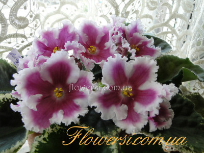 Фиалка ВаТ-Амазонка