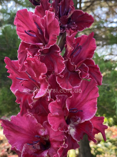 Гладiолус  Ліхой Гусар