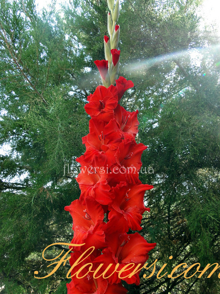 Гладiолус Маршал Малiновский  