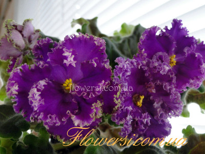 Фиалка ЛЕ-Эсмеральда Люкс 