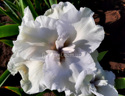 Ирис Фрости Мунскейп (Frosty Moonscape)