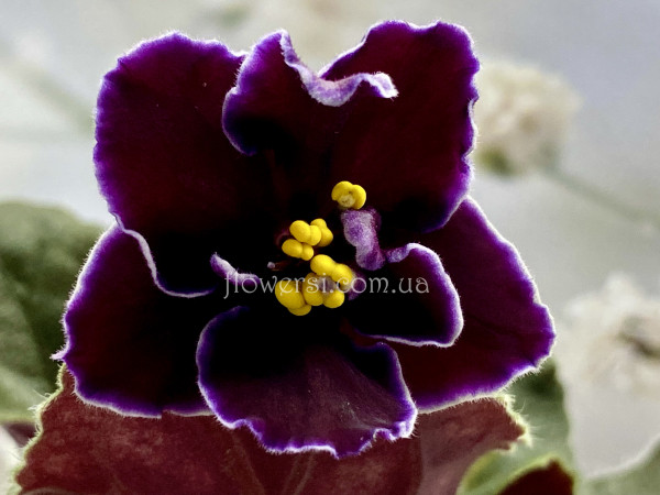 Фиалка РС-Гранатовый Блеск 
