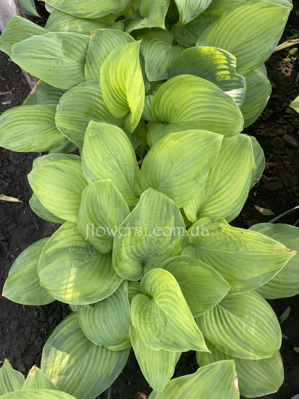 Хоста  "Sum and Substance"