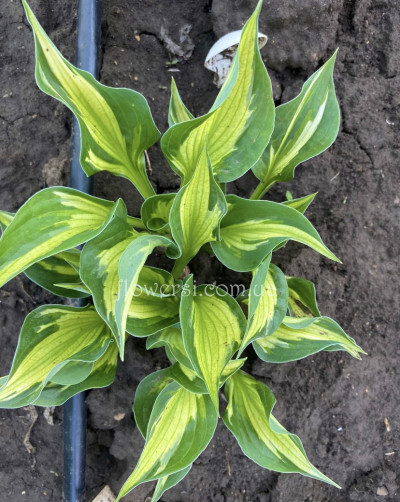 Хоста Colored Hulk (Колоред Халк)