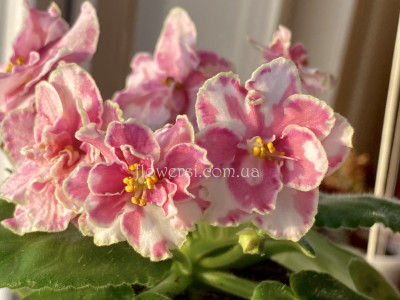  Фіалка ВаТ-Пенная Вечеринка