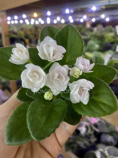 Фіалка `Kentucky Gooseberries` (напівміні)