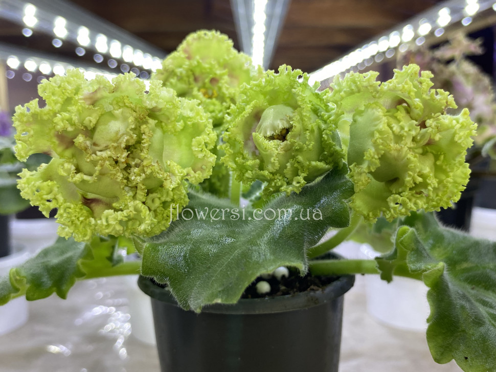 Фіалка ЕК-Исполнение Желаний