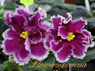 Фиалка РС-Царь-Девица 