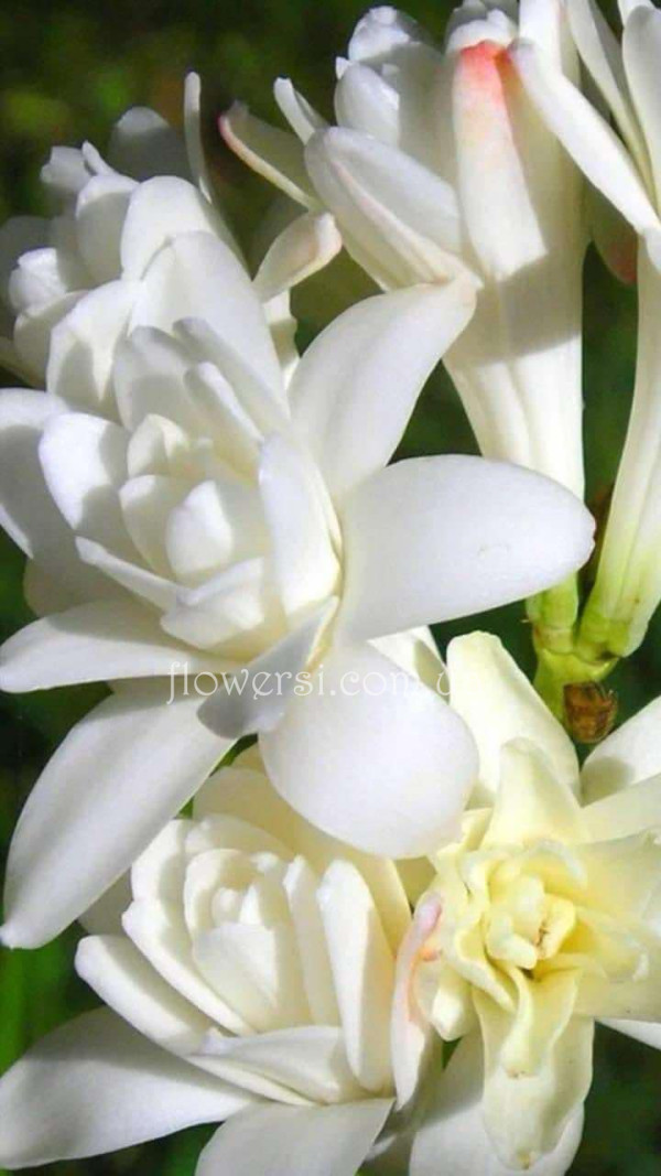 Тубероза (Pearl-біла махрова)