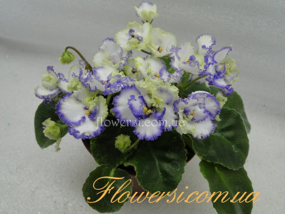 Фиалка ЛЕ-Алмазная Пыль 