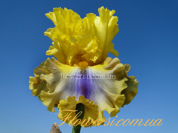 Ирис Гуд Монинг Саншайн (Good Morning Sunshine)