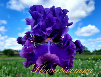   Ирис Форин Скендл (Foreign Scandal)