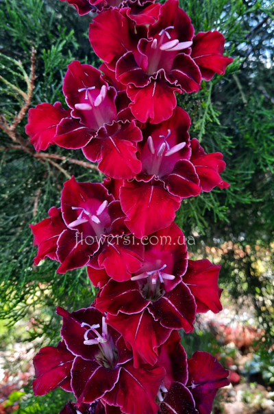 Гладiолус Тахо 		