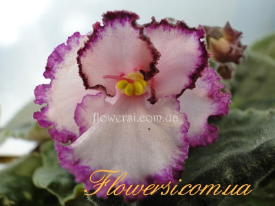 Фиалка Raspberry Crisp (Johnson)