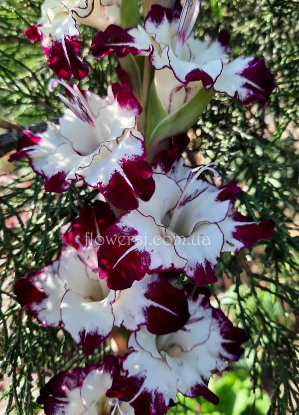 Гладiолус Теддібер Кіссез