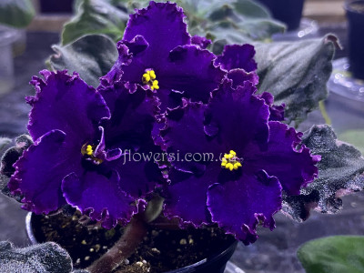 Фиалка РС-Сумрак