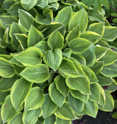 Хоста "Голден Тиара" ("Golden Tiara")