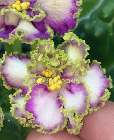 ПТ-Принцесса Ясмин (Т. Пугачева) 2019 г.