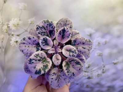 Фіалка Hunter's Bridled Passion