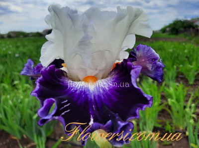 Ирис Passionista Пассиониста (Blyth 2015) 