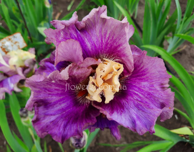 Ирис  Вулез-Вус (Voulez-vous) 