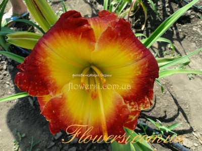 Лилейник  Forever Redeemed (Лілійник Forever Redeemed)