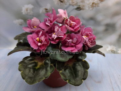 Фиалка  Ma's Melody Girl (O. Robinson)