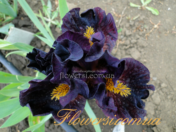 Ирис Дракончик (Dragonet)