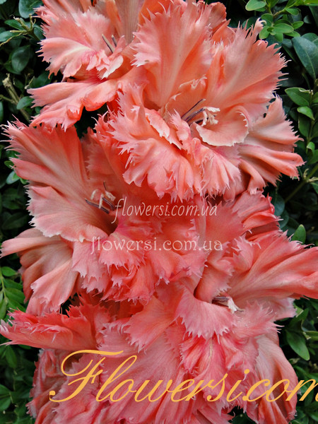 Гладiолус Прелесть-Рая