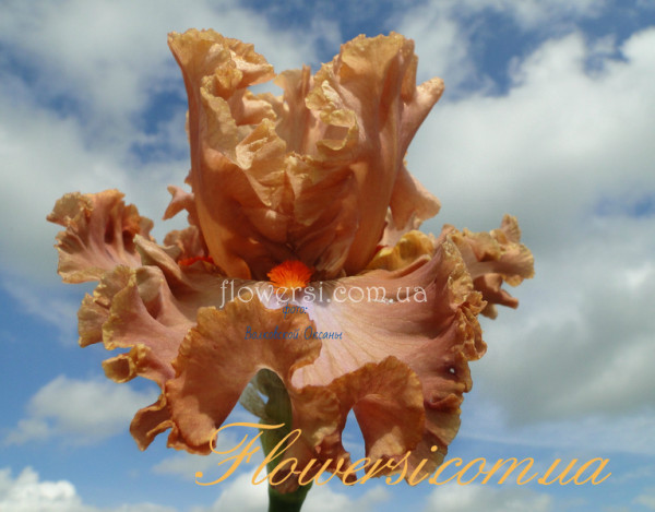 Ирис Хоумбоди (Homebody) 