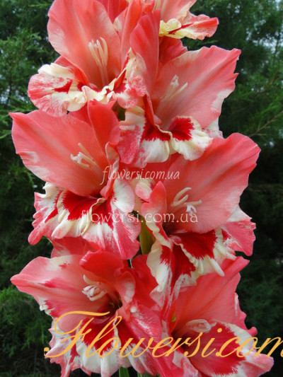 Гладiолус Фантазiя Цвета 