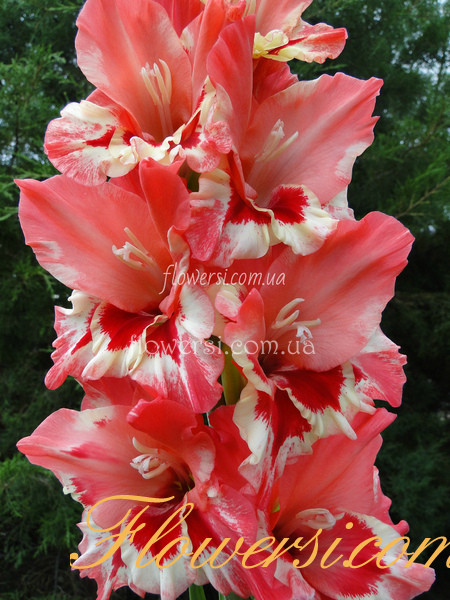 Гладiолус Фантазiя Цвета 