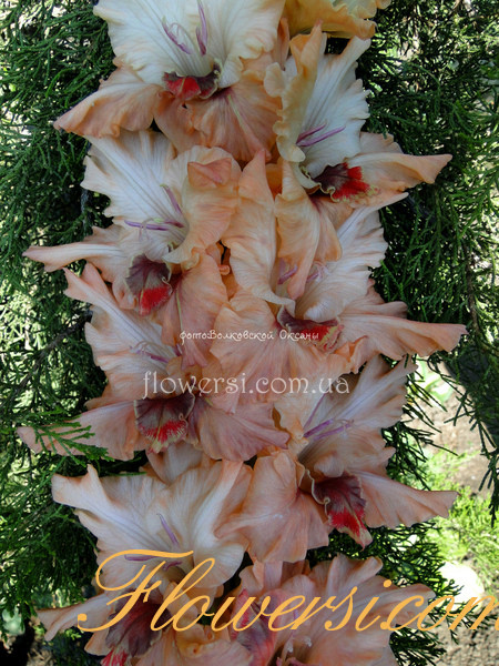 Гладiолус Сластена 