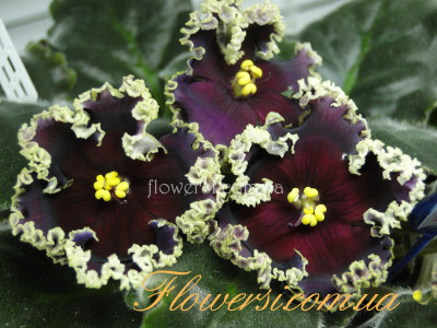 Фиалка РС-Дон Жуан