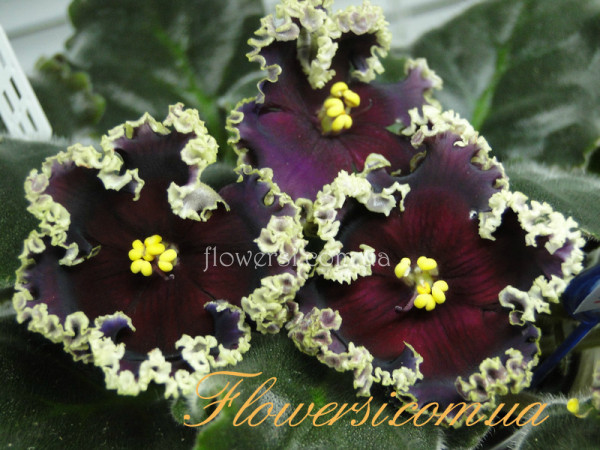 Фиалка РС-Дон Жуан