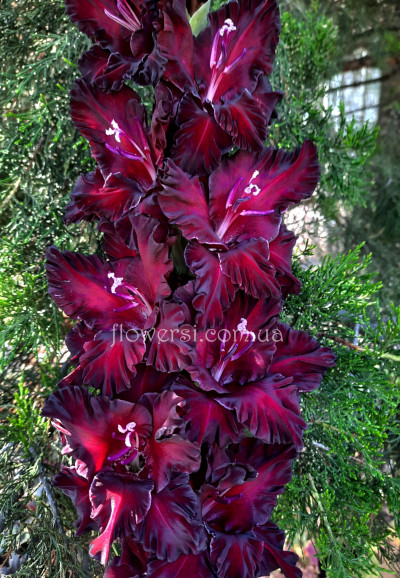 Гладiолус Демон 