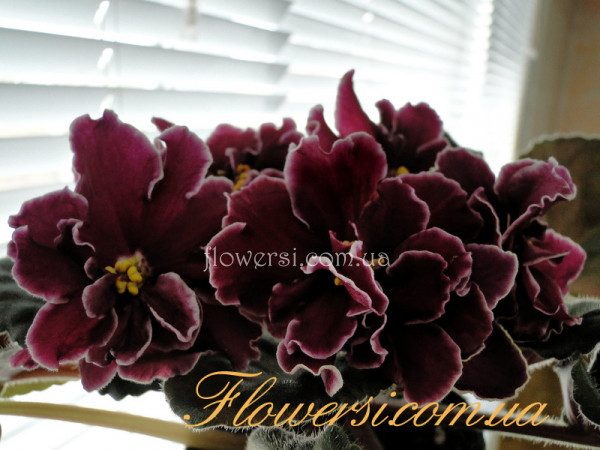 Фиалка Powder Keg (Sorano)