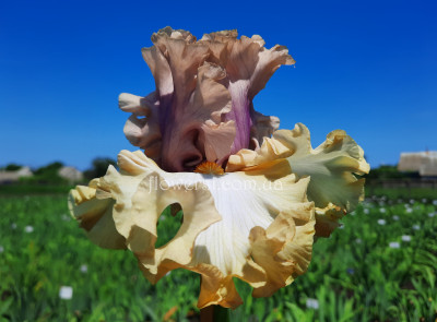 Ирис Colourable Колорабл (Blyth2008)