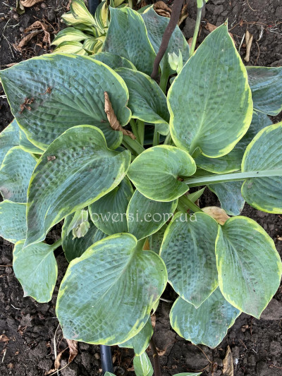  Хоста Pizzazz (Пизаз)