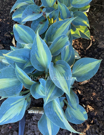 Хоста June (Джун) 