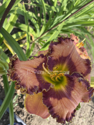 Сеянец  №1 (Сіянець Г.Витiвськой)