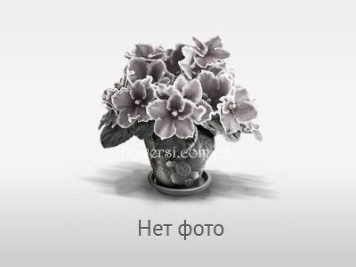 Фіалка Ален-Китиці Хмілю